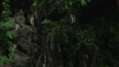 Close-up-view-of-Macaque-at-Batu-Caves-on-blurred-green-background-Gombak-Selangor-Malaysia