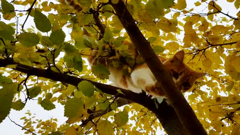 cute white-and-red cat in a red collar on the autumn tree