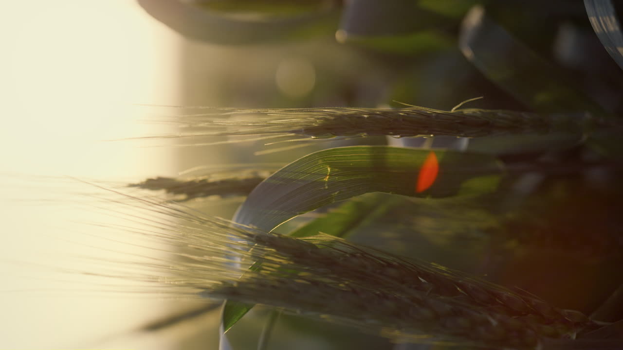 녹색 밀  ⁇ 어리 아침  ⁇ 빛 클로즈업.  ⁇ 에서 자라는 미숙한 귀.