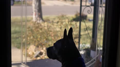 black dog with big ears wearing a purple hoodie looks into the front yard through the glass door then turns and trots away