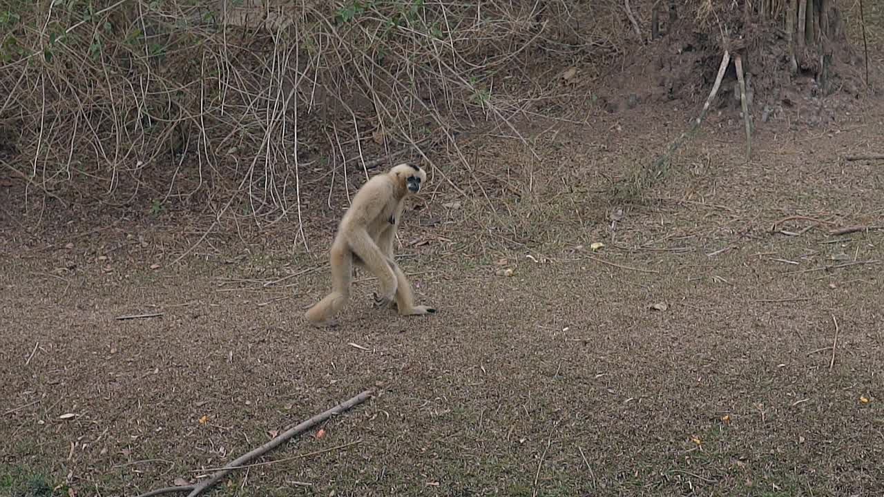 la comica scimmia langur grigia cammina sul terreno di erba secca nello zoo