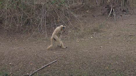 comical-gray-langur-monkey-walks-on-dry-grass-ground-in-zoo