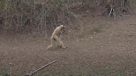 comical gray langur monkey walks on dry grass ground in zoo