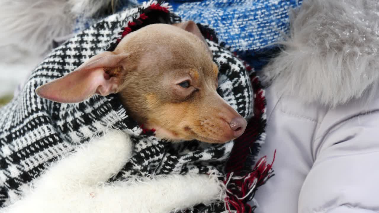 여자 는 겨울 밖 에서 작은 개 와 함께 놀고 있다