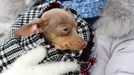 mujer jugando con su pequeño perro fuera del invierno
