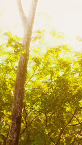 sunlight filtering through trees in a lush forest