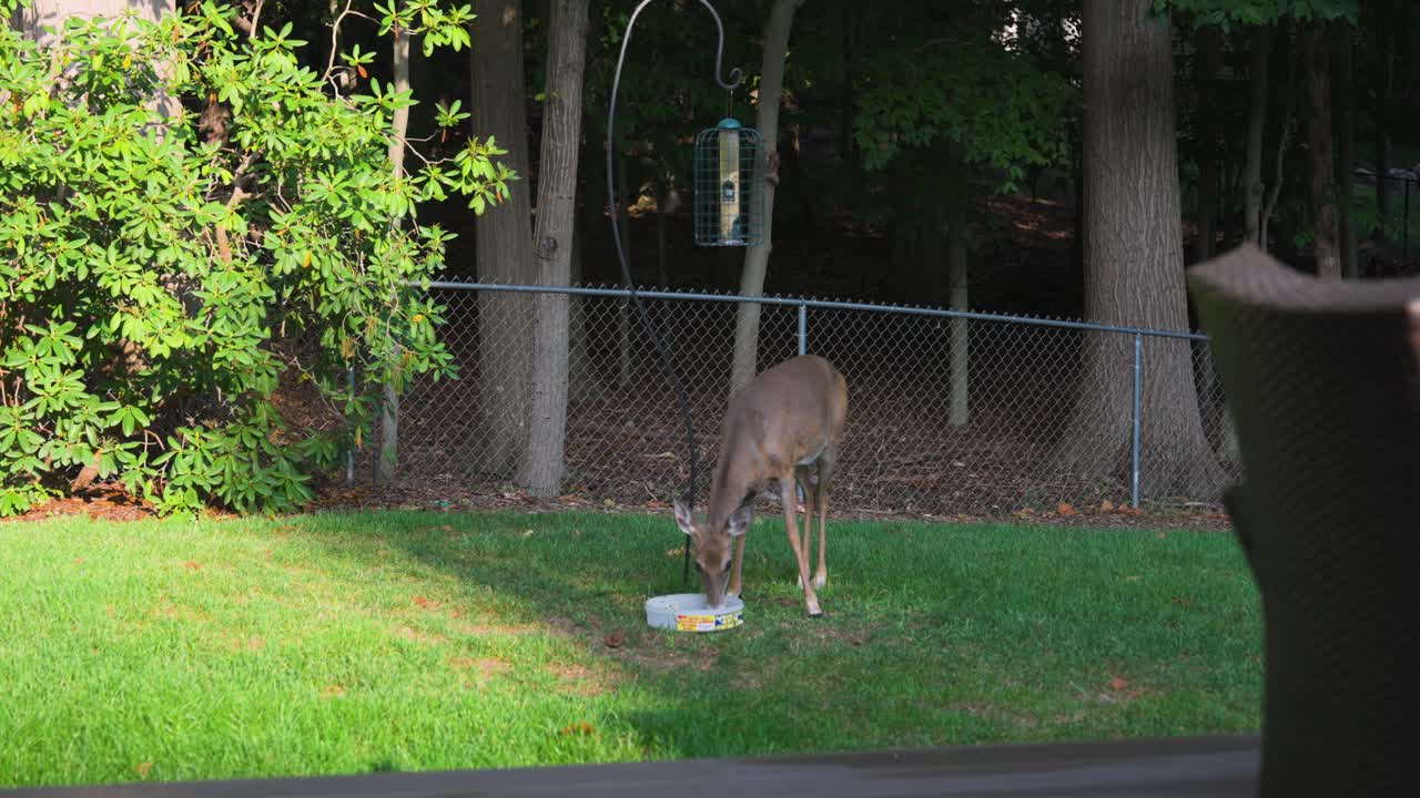 A white-tail doe stares down the cameraman observing her