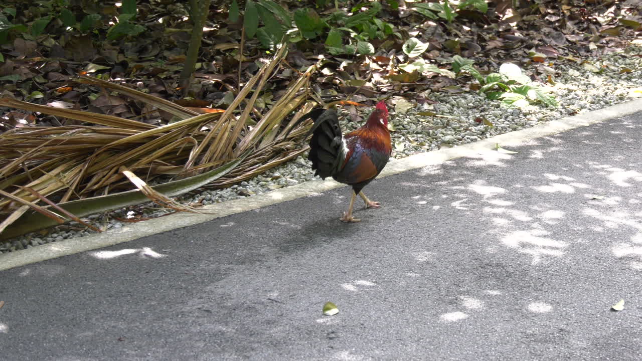 Slow motion of a colorful rooster looking for food at the Singapore Botanic Gardens