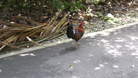 slow motion of a colorful rooster looking for food at the singapore botanic gardens