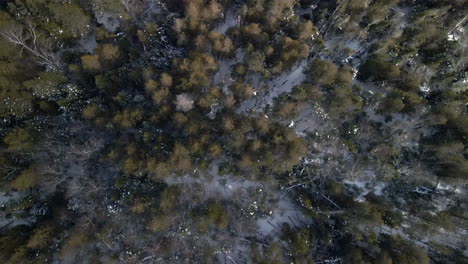 a drone shot of a forest from above