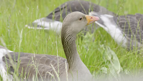 family of canadian greylag geese feeding amongst the reedbeds of the lincolnshire marshlands and enjoying the summer sun