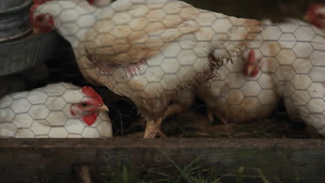 Hens-in-pens