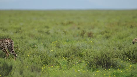 cheetah walking in grass savanna in serengeti national park in tanzania in africa, cheetahs walking through the frame on the move on african wildlife safari animals game drive