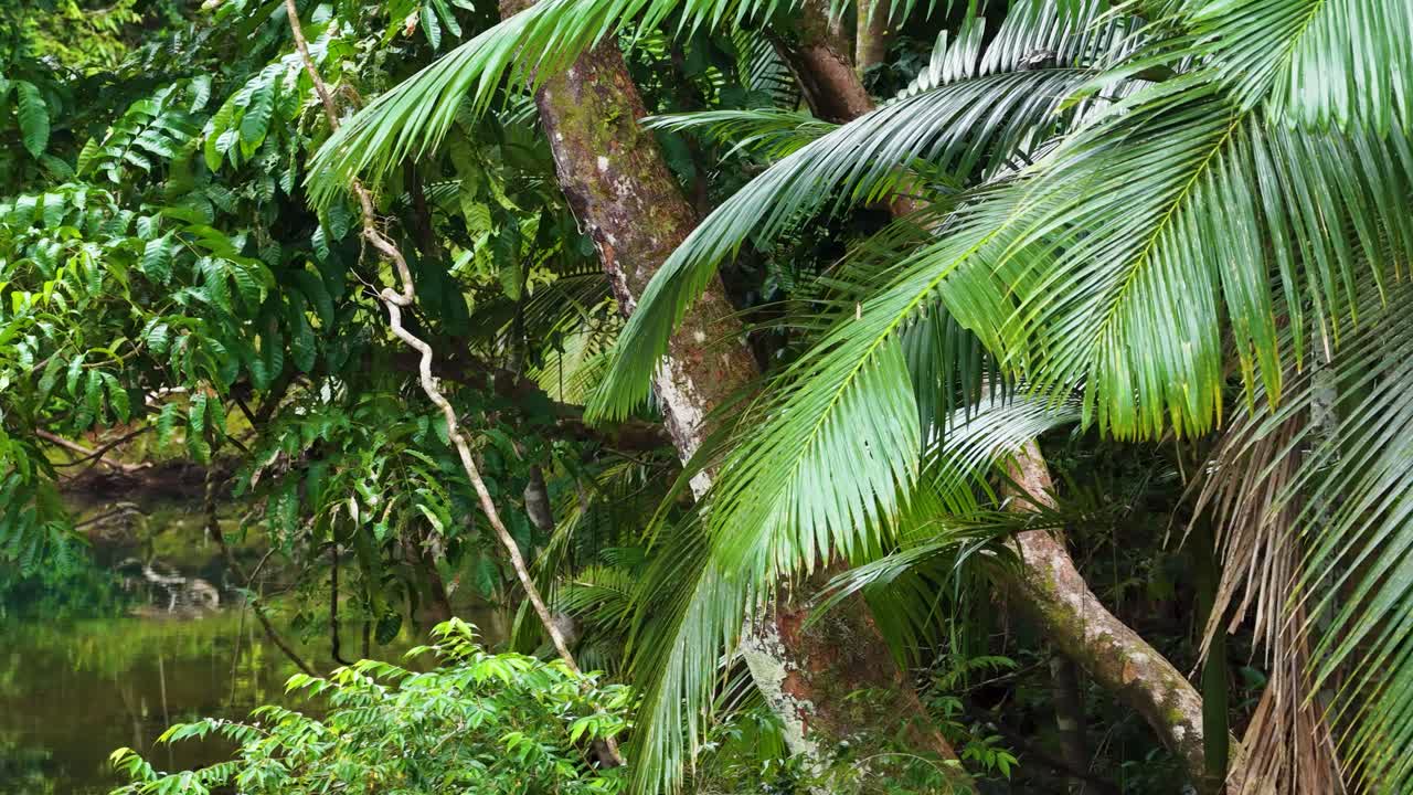 Drone footage captures vibrant green palm fronds and dense foliage in a serene rainforest setting