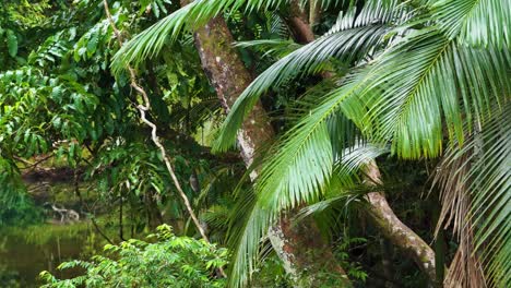drone footage captures vibrant green palm fronds and dense foliage in a serene rainforest setting