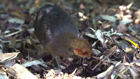 close up shot of a juvenile australian brushturkey, alectura lathami spotted on the ground, kicking and digging up dirt on the forest