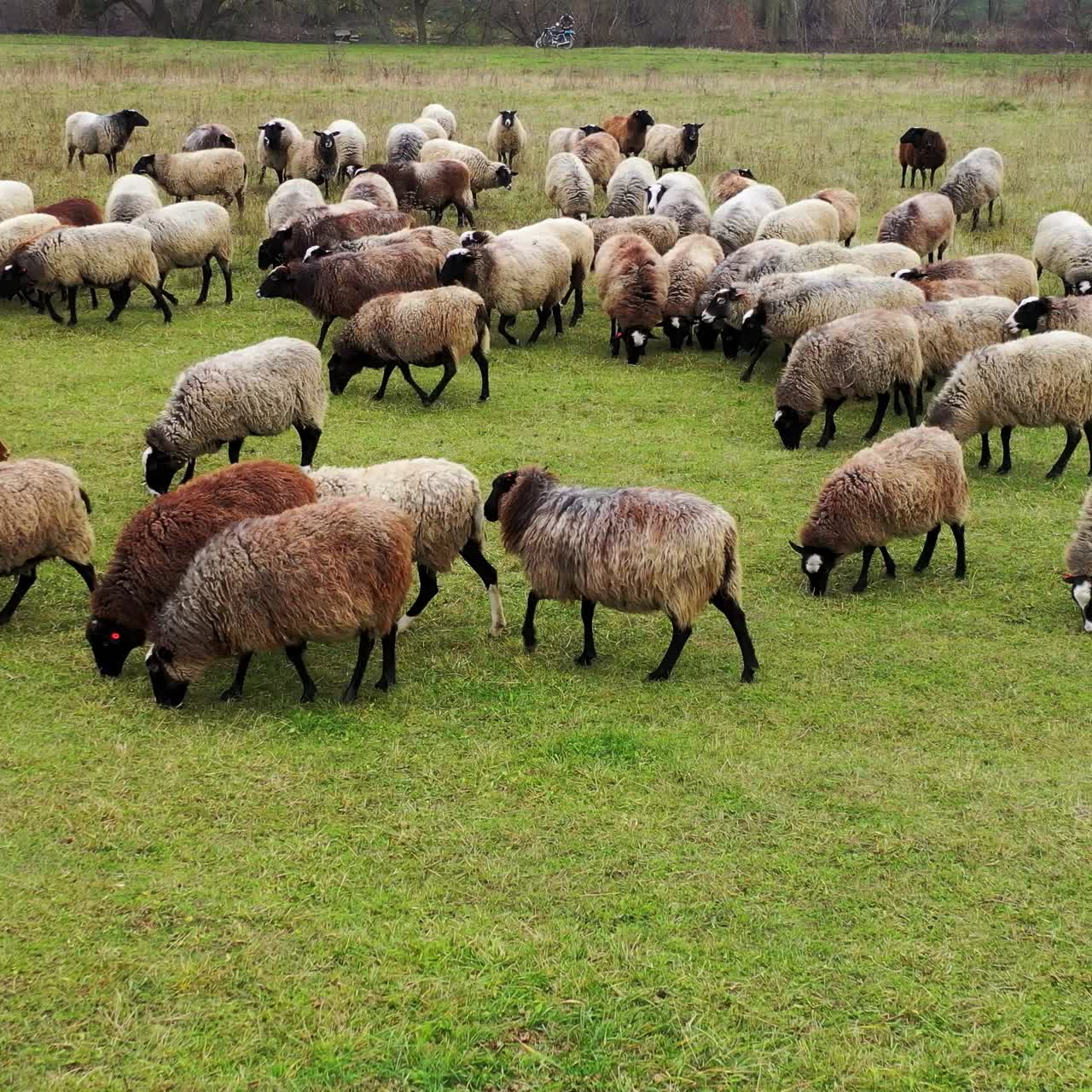 Many sheep grazing. Herd of beautiful well-groomed sheep eating grass on pasture. Brown and white fluffy domestic animals outdoors.
