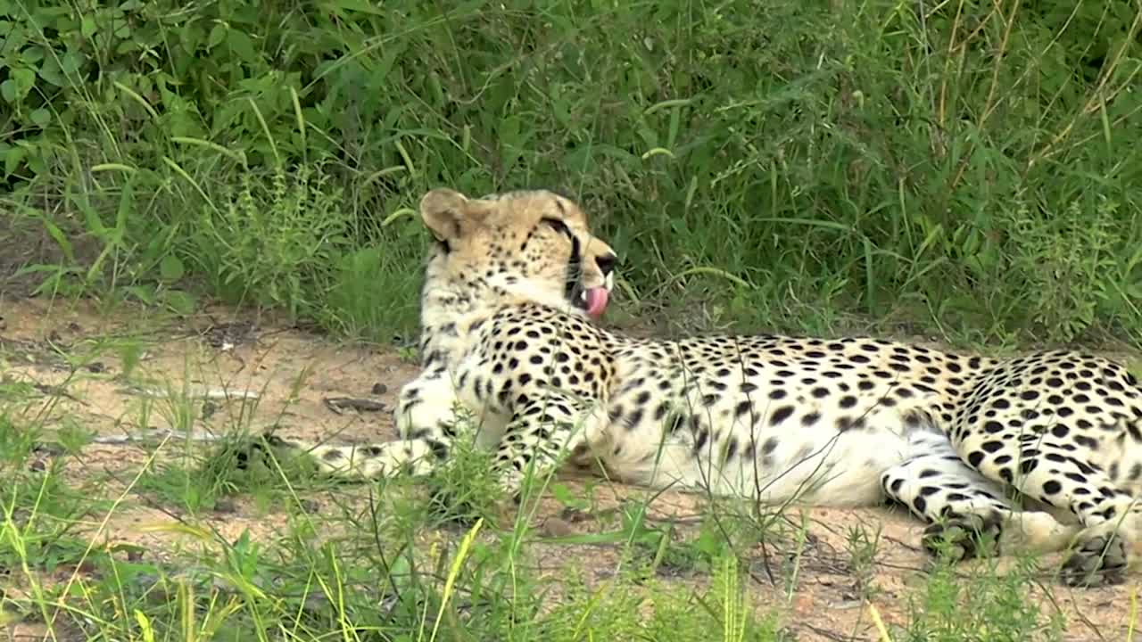 una toma de mano suave y constante de un guepardo que se relaja y se recupera en un caluroso día de verano, se sobresalta y salta sobre esas piernas fuertes y poderosas