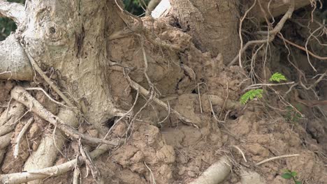 colonia de hormigas en un tocón de árbol expuesto