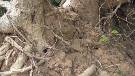 colony of ants on an exposed tree stump