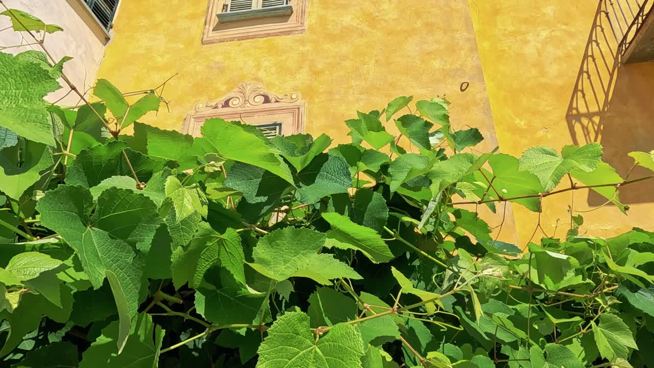 활기찬 노란색 건물 배경과 함께 울창한 포도