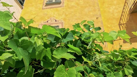 lush vineyard with vibrant yellow building backdrop