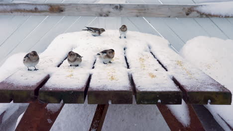 closeup at cute snow buntings eating bird seeds off the table, in winter