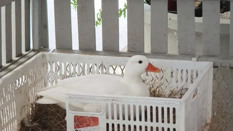 white duck in a plastic crate