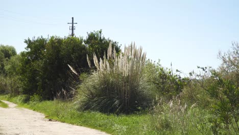 4K-cortaderia-selloana-commonly-known-as-pampas-grass-shaking-in-the-wind-on-the-side-of-a-dirty-road-in-Ria-de-Aveiro-in-the-estuary-of-river-Vouga