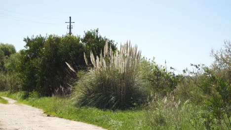 4k cortaderia selloana commonly known as pampas grass shaking in the wind on the side of a dirty road in ria de aveiro in the estuary of river vouga