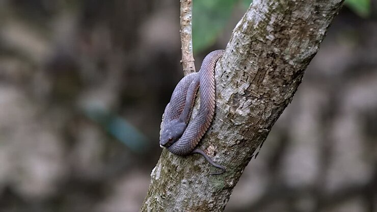 Close Up Of A Venomous Juvenile Shore Pit Viper Resting On A Tree In Singapore - Sliding from left to right shot