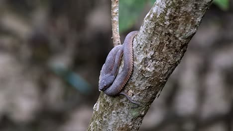 close up of a venomous juvenile shore pit viper resting on a tree in singapore - sliding from left to right shot