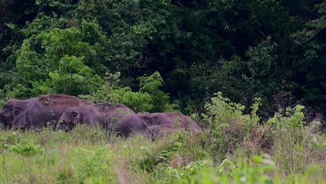 Los-Elefantes-Asiáticos-Son-Especies-En-Peligro-De-Extinción-Y-También-Son-Residentes-De-Tailandia