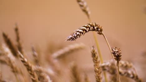 El-Trigo-De-Grano-De-Cereal-Está-Listo-Para-La-Cosecha