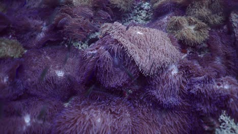 underwater scene with sea anemones and various fish