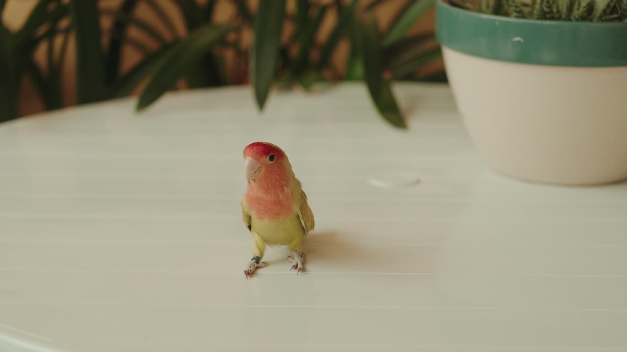 Cute pink and green lovebird perched on table beside plant