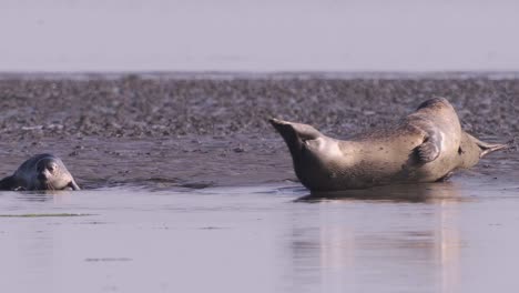 Family-of-Adult-and-baby-Harbor-seals-playing-in-the-mud---Texel-Island,-Netherlands