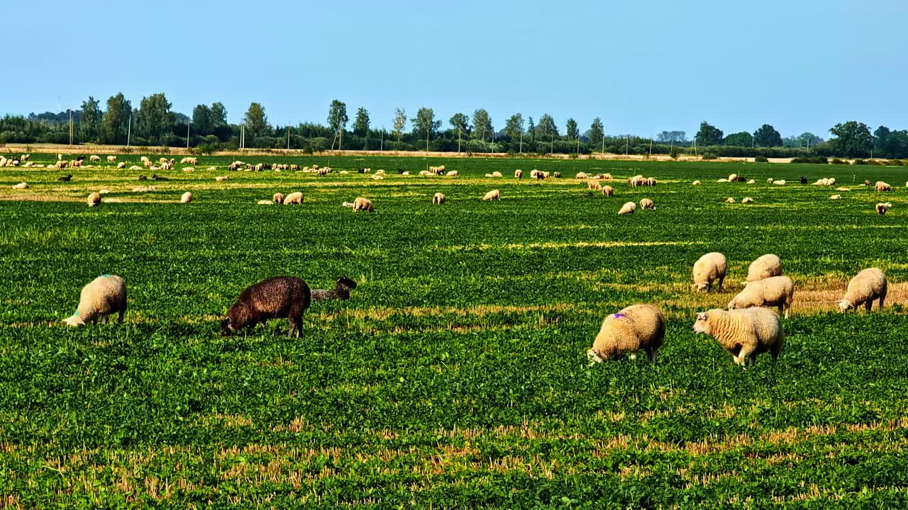 Flock of sheeps outdoor livestock farm eco friendly free roaming outdoor rural countryside
