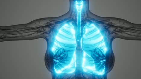 science anatomy scan of human lungs