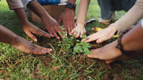 grupo de personas plantando un árbol juntos