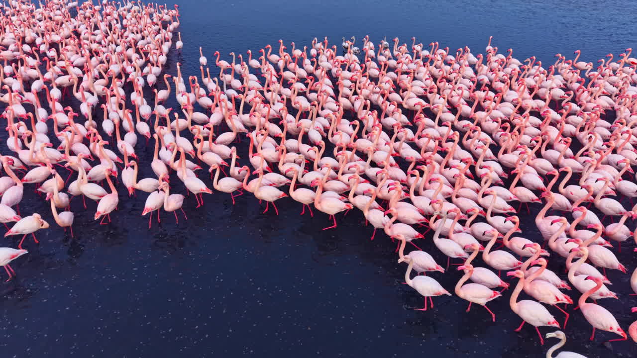 Les flamants roses se rassemblent paisiblement dans les eaux scintillantes au crépuscule, créant un spectacle naturel à couper le souffle de couleurs et de grâce.