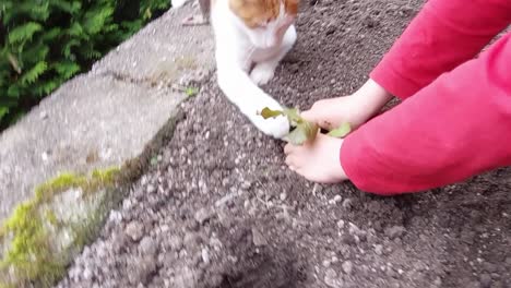 white and orange cat playing and disturbing a small boy who is planting green salads in the garden