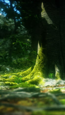 closeup of a moss covered tree trunk in a forest