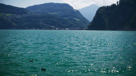 peaceful view of two ducks floating with boat in distance on mountain lake - hergiswil switzerland mountains in 4k