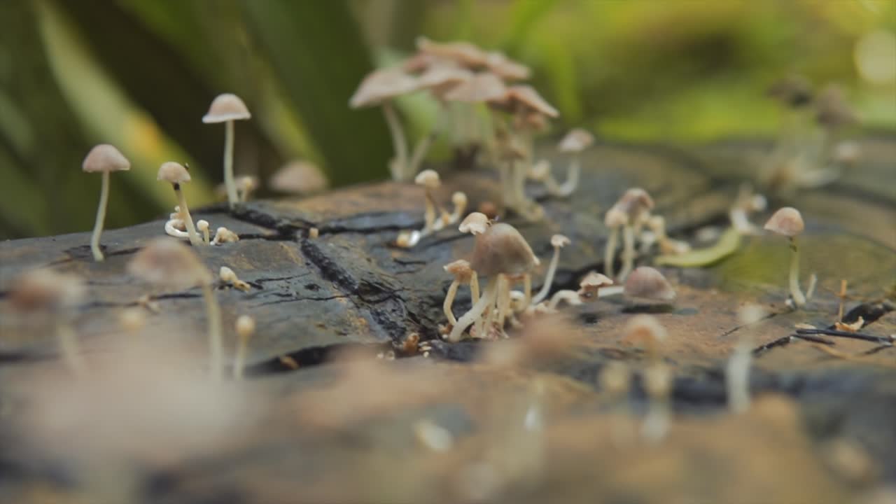 un montón de pequeños hongos pequeños que crecen de la madera árbol caído parece quemado en la jungla de cerca macro cinematográfico bokeh empujando en el movimiento de la cámara borroso primer plano y fondo