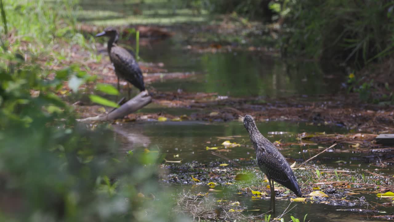 Three wading birds forage along a reflective, marshy stream in a shaded forest wetland