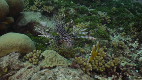 Un-Pequeño-Pez-León-Se-Balancea-En-La-Corriente-Sobre-Un-Colorido-Y-Vibrante-Arrecife-De-Coral-En-El-Mar-Caribe