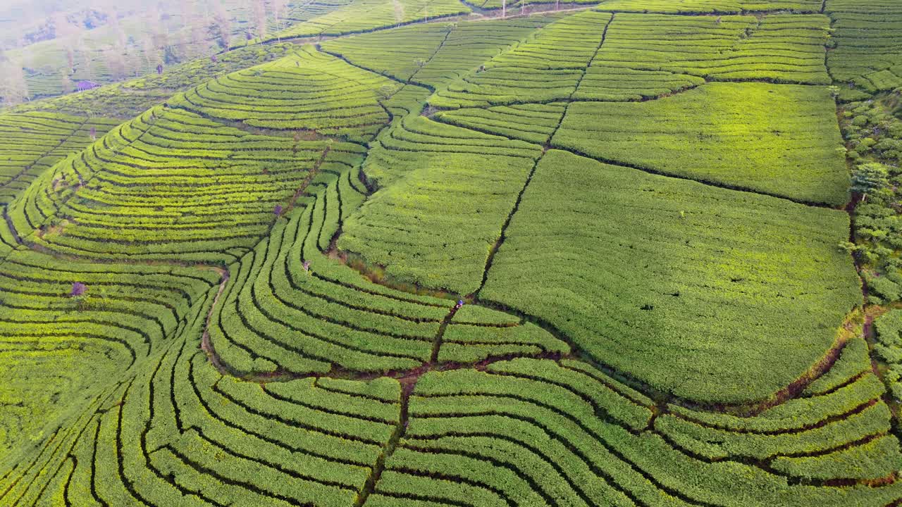 Aerial Birds Eye view of green tea plantation on the mountain slope