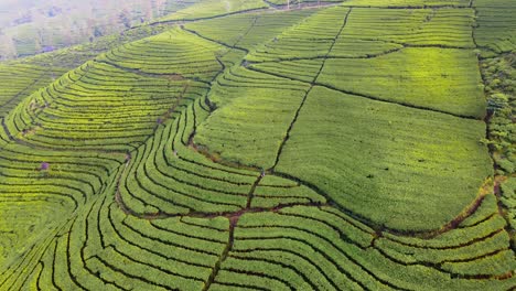 Vista-Aérea-De-Las-Plantaciones-De-Té-Verde-En-La-Ladera-De-La-Montaña