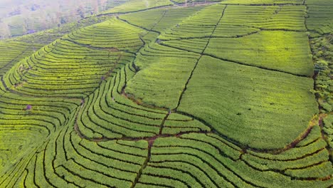 vista aérea de las aves de la plantación de té verde en la ladera de la montaña